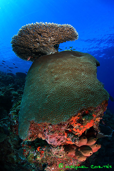 coral_8392_720